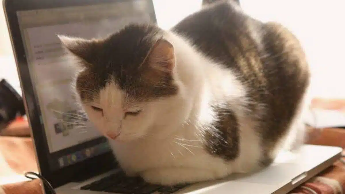 gatto su macbook
